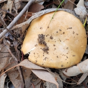 zz agaric (stem; gills not white/cream) at Latham, ACT - 26 May 2022