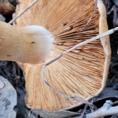 zz agaric (stem; gills not white/cream) at Latham, ACT - 26 May 2022 04:19 PM