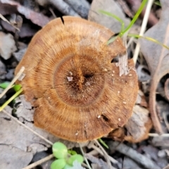Unidentified Cap on a stem; pores below cap [boletes & stemmed polypores] (TBC) at Latham, ACT - 26 May 2022 by trevorpreston