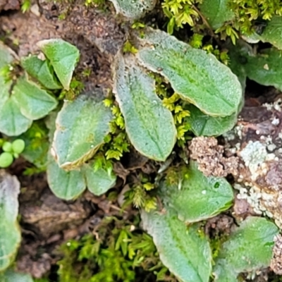 Riccia sp. (genus) (Liverwort) at Umbagong District Park - 26 May 2022 by trevorpreston