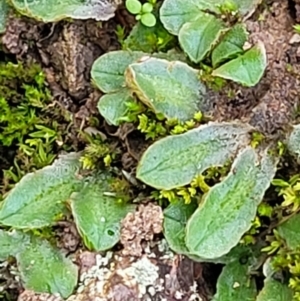 Riccia sp. (genus) at Macgregor, ACT - 26 May 2022