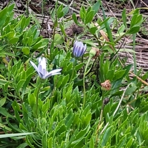 Dimorphotheca ecklonis at Macgregor, ACT - 26 May 2022