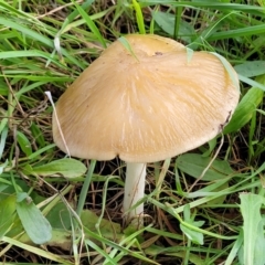 zz agaric (stem; gills white/cream) at Macgregor, ACT - 26 May 2022 by trevorpreston