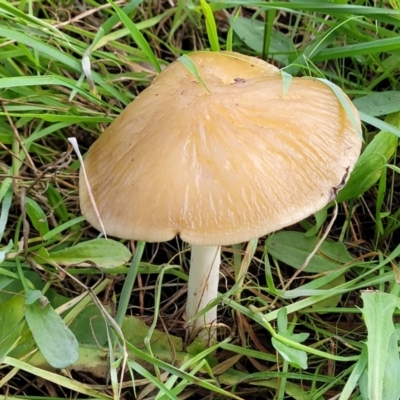 Unidentified Cap on a stem; gills below cap [mushrooms or mushroom-like] at Macgregor, ACT - 26 May 2022 by trevorpreston