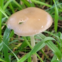 Unidentified Cap on a stem; gills below cap [mushrooms or mushroom-like] (TBC) at Macgregor, ACT - 26 May 2022 by trevorpreston