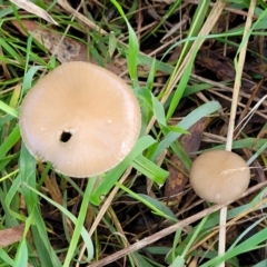 Oudemansiella gigaspora group at Macgregor, ACT - 26 May 2022