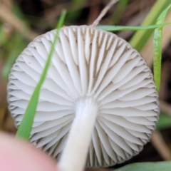 Oudemansiella gigaspora group at Macgregor, ACT - 26 May 2022