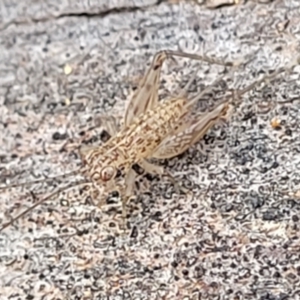 Grylloidea (superfamily) at Latham, ACT - 26 May 2022