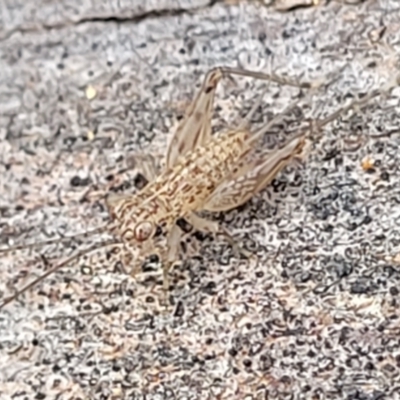 Grylloidea (superfamily) (Unidentified cricket) at Latham, ACT - 26 May 2022 by trevorpreston