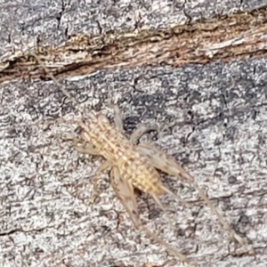 Grylloidea (superfamily) at Latham, ACT - 26 May 2022 03:42 PM