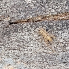 Grylloidea (superfamily) at Latham, ACT - 26 May 2022 03:42 PM