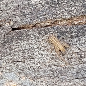 Grylloidea (superfamily) at Latham, ACT - 26 May 2022 03:42 PM