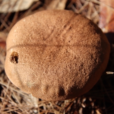 Unidentified Fungus at Moruya, NSW - 26 May 2022 by LisaH