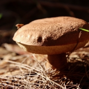 Boletales at Moruya, NSW - suppressed