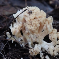 Unidentified Coralloid fungus, markedly branched at Broulee Moruya Nature Observation Area - 25 May 2022 by LisaH
