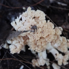 Ramaria sp. (genus) at Moruya, NSW - suppressed
