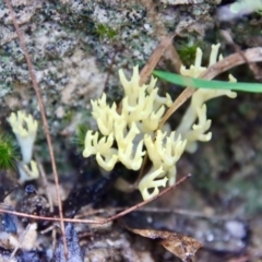 Unidentified Coralloid fungus, markedly branched at Broulee Moruya Nature Observation Area - 25 May 2022 by LisaH
