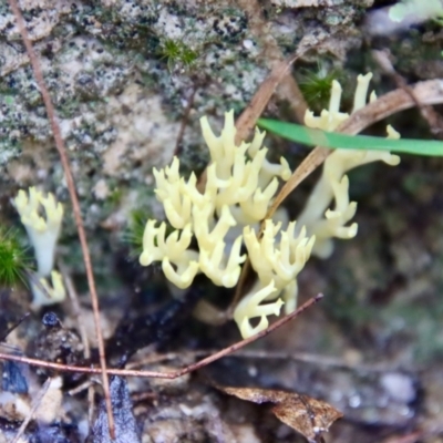 Clavulina sp. at Moruya, NSW - 25 May 2022 by LisaH