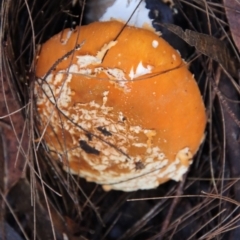 Unidentified Fungus at Moruya, NSW - 25 May 2022 by LisaH