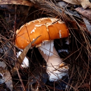 Amanita sp. at Moruya, NSW - 25 May 2022