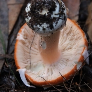 Amanita sp. at Moruya, NSW - 25 May 2022