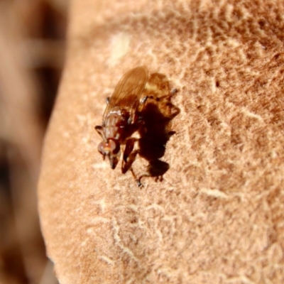 Unidentified True fly (Diptera) at Moruya, NSW - 26 May 2022 by LisaH