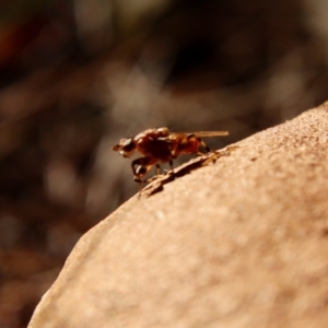 Tapeigaster sp. (genus) at Moruya, NSW - suppressed