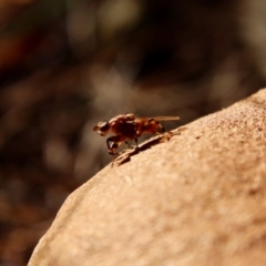 Tapeigaster sp. (genus) at Moruya, NSW - suppressed