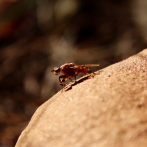 Tapeigaster sp. (genus) at Moruya, NSW - suppressed