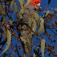 Callocephalon fimbriatum (Gang-gang Cockatoo) at Mount Ainslie - 26 May 2022 by MichaelDianne