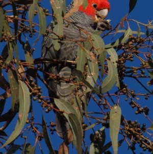 Callocephalon fimbriatum at Campbell, ACT - suppressed