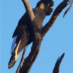 Zanda funerea (Yellow-tailed Black-Cockatoo) at Campbell, ACT - 26 May 2022 by MichaelDianne
