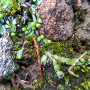 Asterella sp. (genus) at Cooma, NSW - 26 May 2022