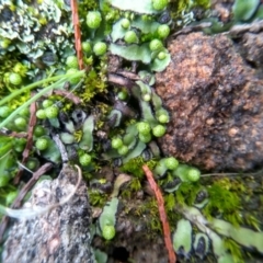 Asterella sp. (genus) at Cooma, NSW - 26 May 2022 02:16 PM