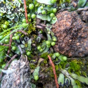 Asterella sp. (genus) at Cooma, NSW - 26 May 2022