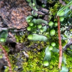 Asterella sp. (genus) at Cooma, NSW - 26 May 2022