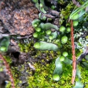 Asterella sp. (genus) at Cooma, NSW - 26 May 2022