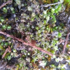 Unidentified Moss / Liverwort / Hornwort (TBC) at Cooma, NSW - 26 May 2022 by mahargiani