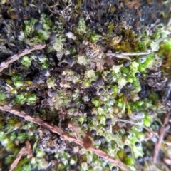 Fossombronia sp. (genus) at Cooma, NSW - 26 May 2022