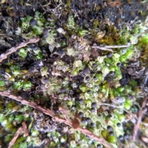 Fossombronia sp. (genus) at Cooma, NSW - 26 May 2022