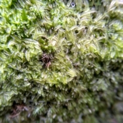 Unidentified Moss / Liverwort / Hornwort (TBC) at Cooma, NSW - 26 May 2022 by mahargiani
