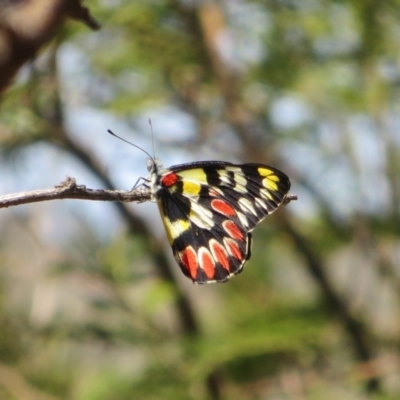 Delias aganippe (Spotted Jezebel) at Tuggeranong Hill - 10 Mar 2018 by OwenH