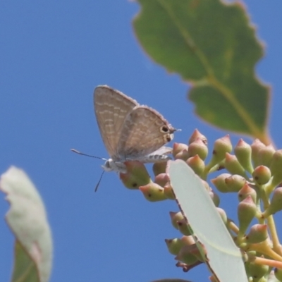 Theclinesthes miskini (Wattle Blue) at Theodore, ACT - 10 Mar 2021 by owenh