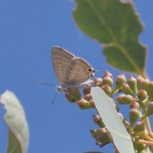 Theclinesthes miskini (Wattle Blue) at Theodore, ACT by OwenH