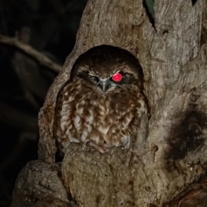 Ninox boobook at Deakin, ACT - 26 May 2022