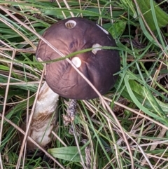 Unidentified Cap on a stem; gills below cap [mushrooms or mushroom-like] (TBC) at Hackett, ACT - 26 May 2022 by abread111