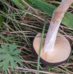 Oudemansiella gigaspora group at Hackett, ACT - 26 May 2022