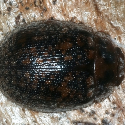 Trachymela sloanei (Australian tortoise beetle, Small eucalyptus tortoise beetle) at Goorooyarroo NR (ACT) - 22 May 2022 by jb2602