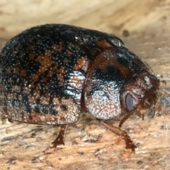 Trachymela sloanei at Throsby, ACT - 22 May 2022