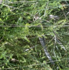 Asperula conferta (Common Woodruff) at Mount Majura - 26 May 2022 by abread111